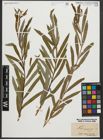 Foto von Salix purpurea L.